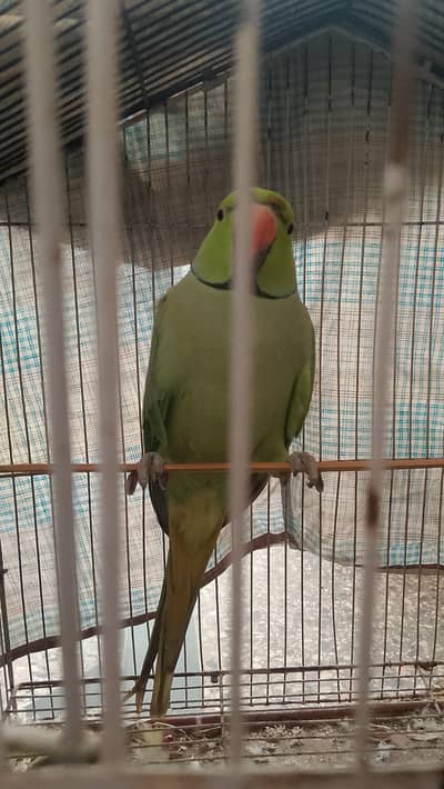 Ringneck parrot