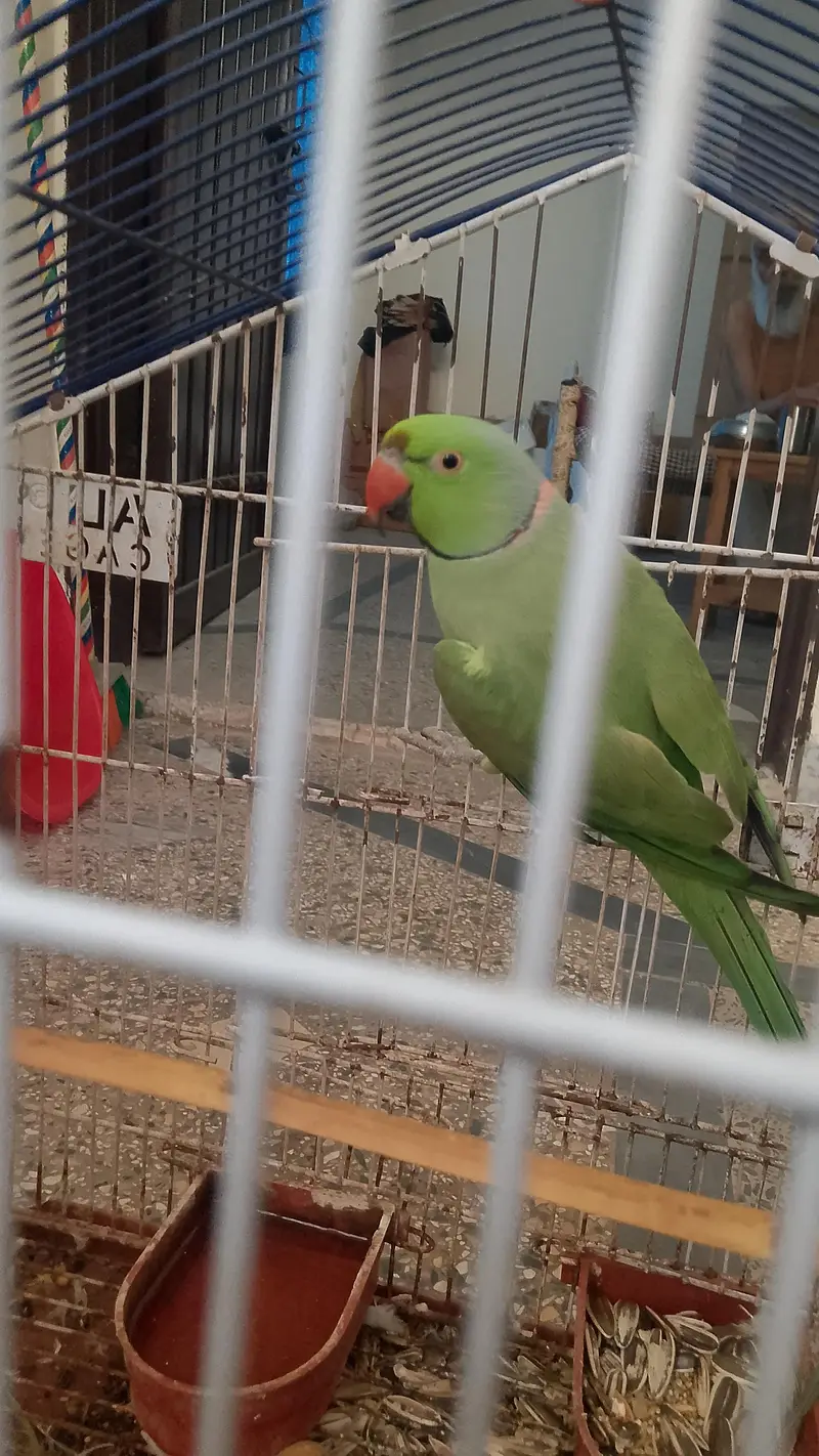Ringneck parrot — photo 2