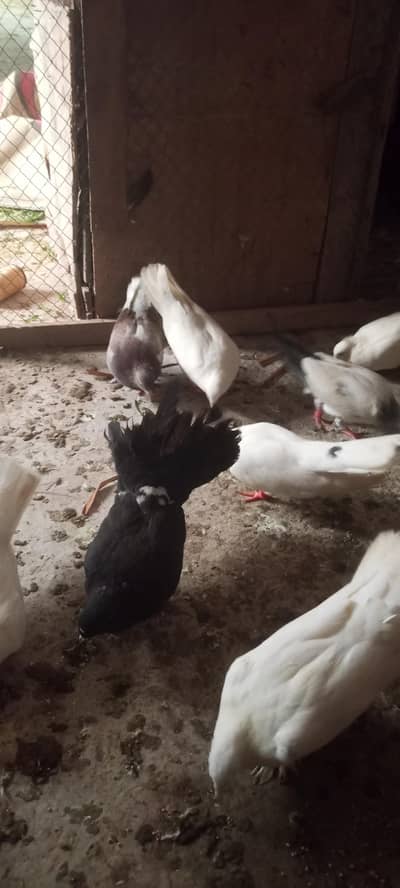 sherazi ur lakky pigeons for sale