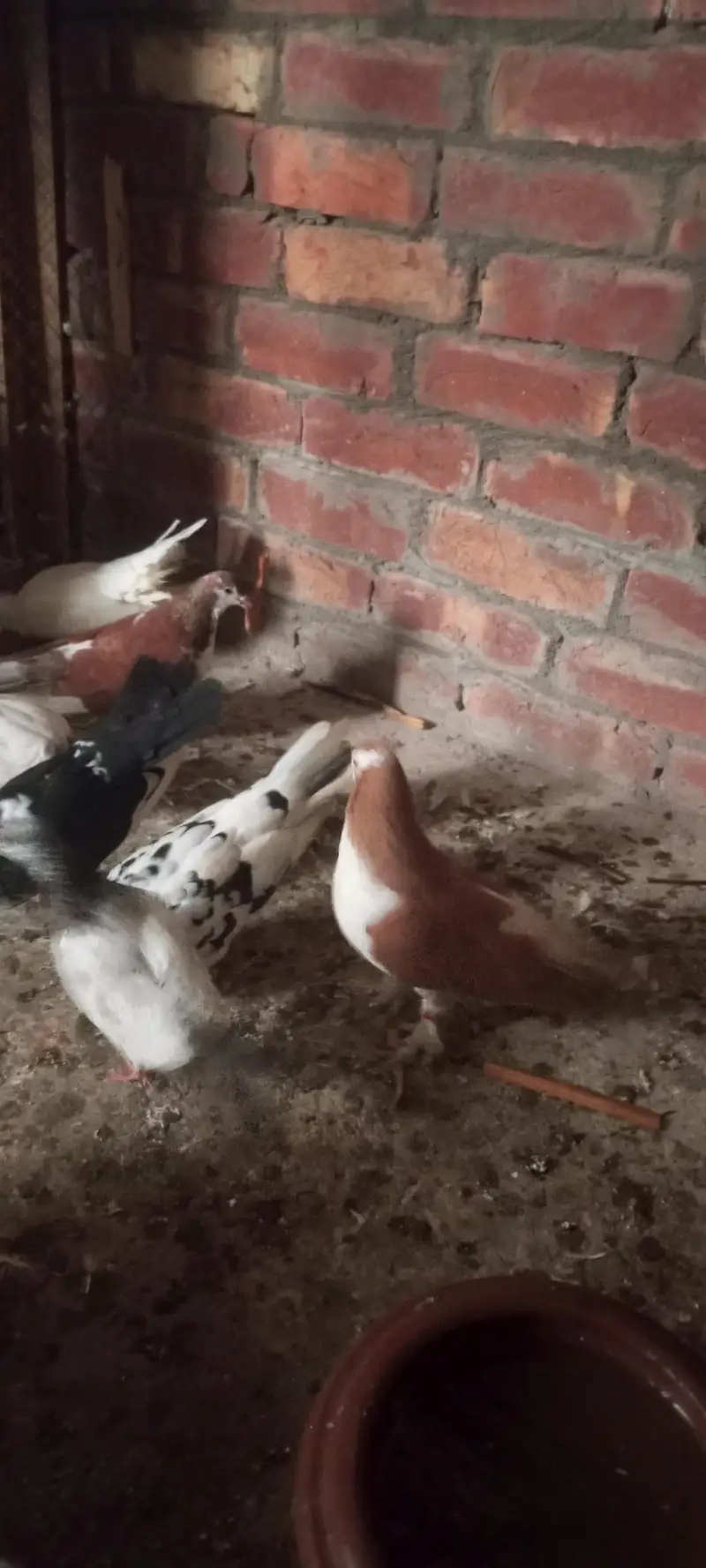 sherazi ur lakky pigeons for sale — photo 2