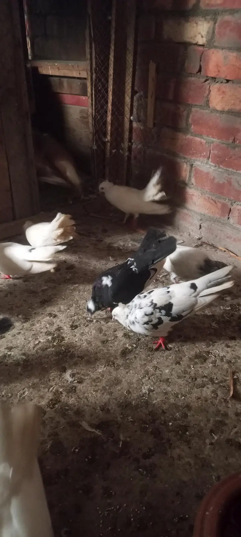 sherazi ur lakky pigeons for sale — photo 3