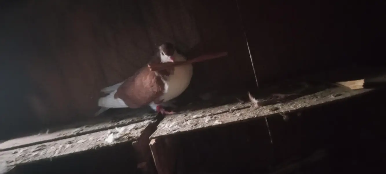 sherazi ur lakky pigeons for sale — photo 4