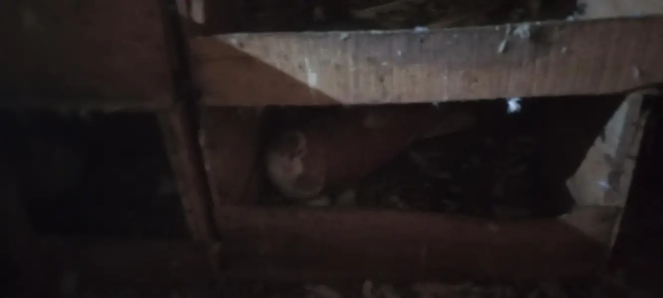 sherazi ur lakky pigeons for sale — photo 5