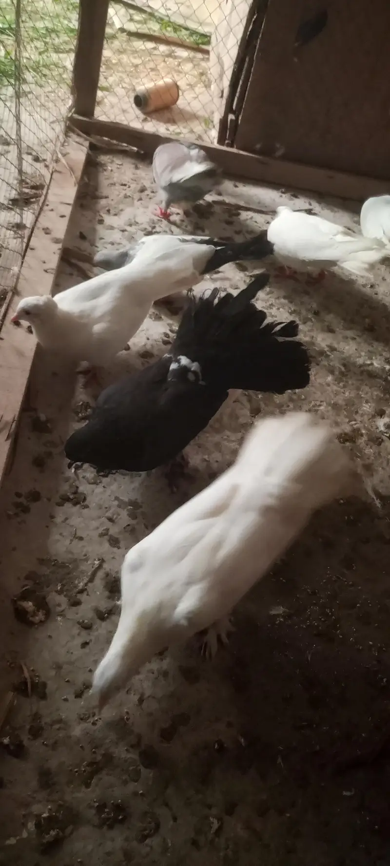 sherazi ur lakky pigeons for sale — photo 6