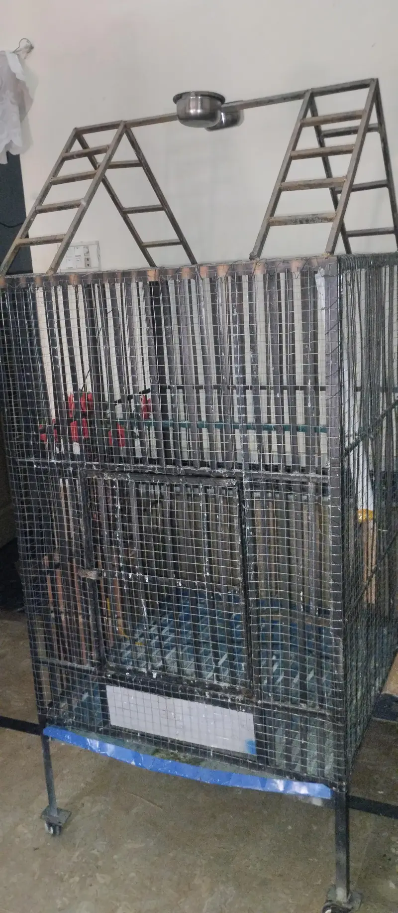 Cage Strong with Wheels — photo 2