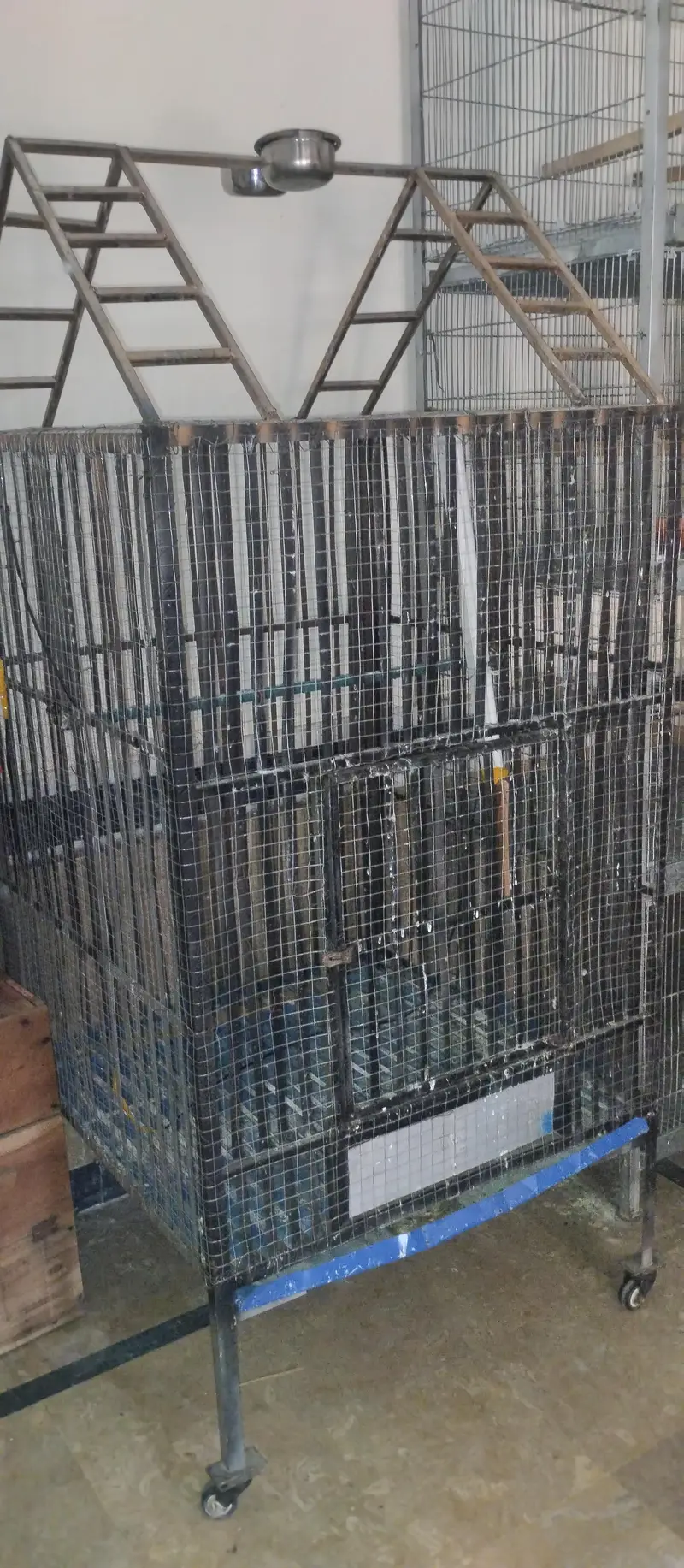 Cage Strong with Wheels — photo 3