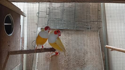 lady goldian finch/yellow goldian/finch