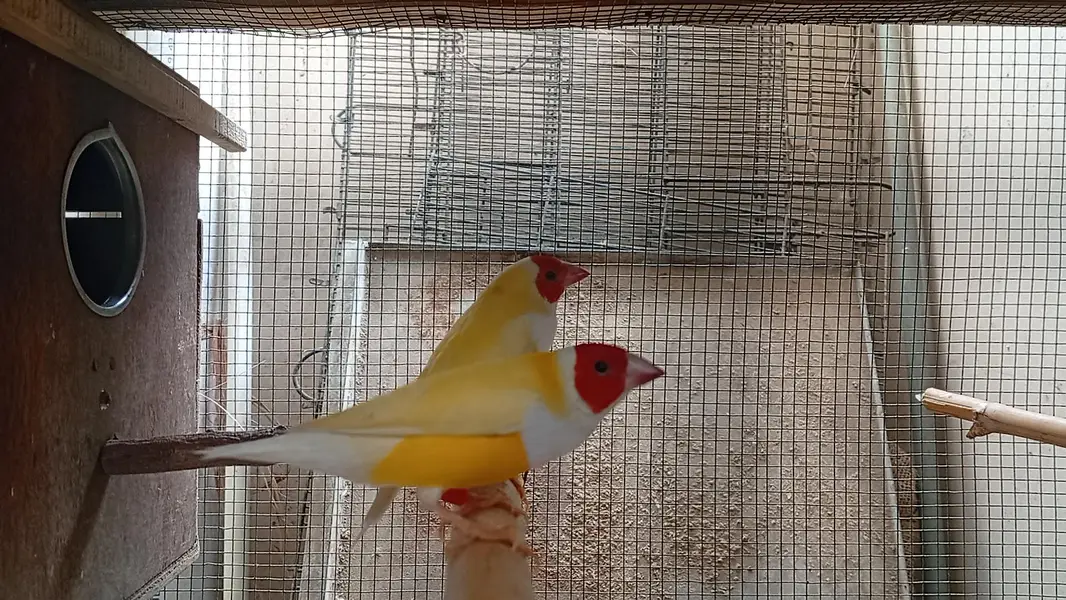 lady goldian finch/yellow goldian/finch — photo 2