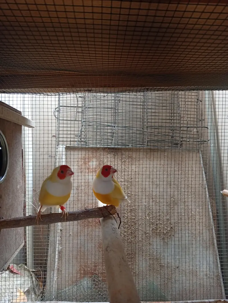 lady goldian finch/yellow goldian/finch — photo 3