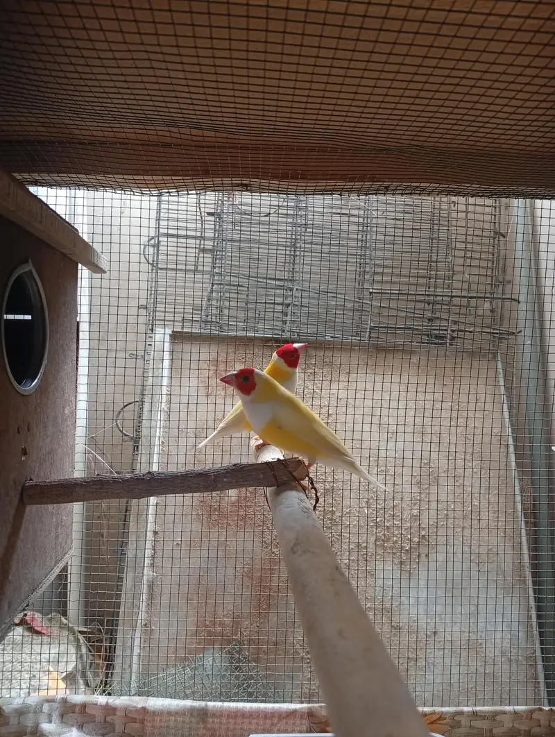 lady goldian finch/yellow goldian/finch — photo 4