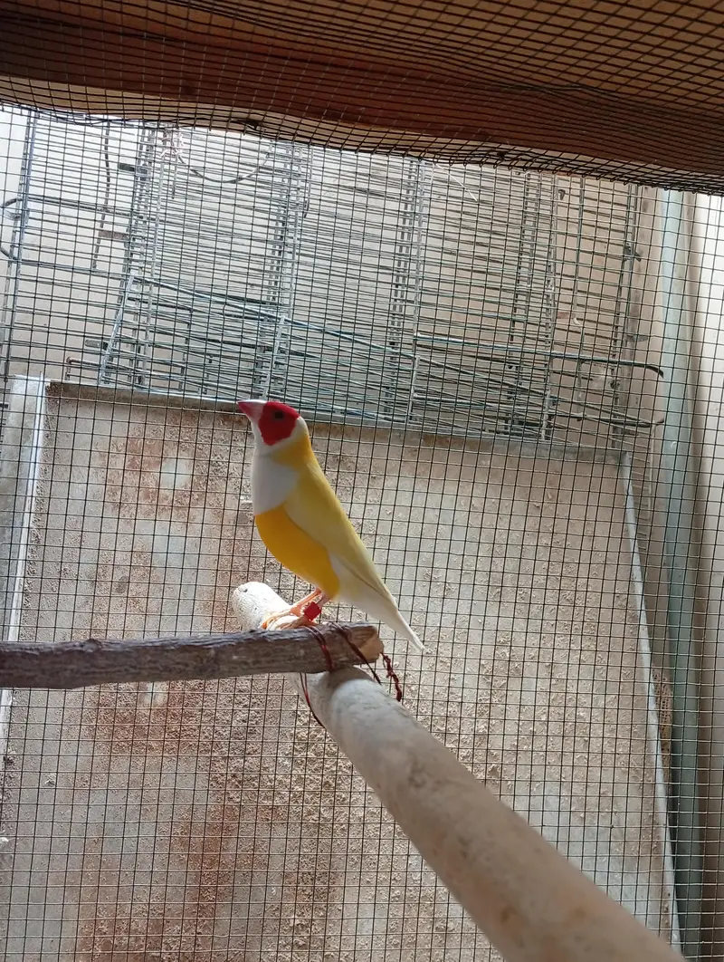 lady goldian finch/yellow goldian/finch — photo 8