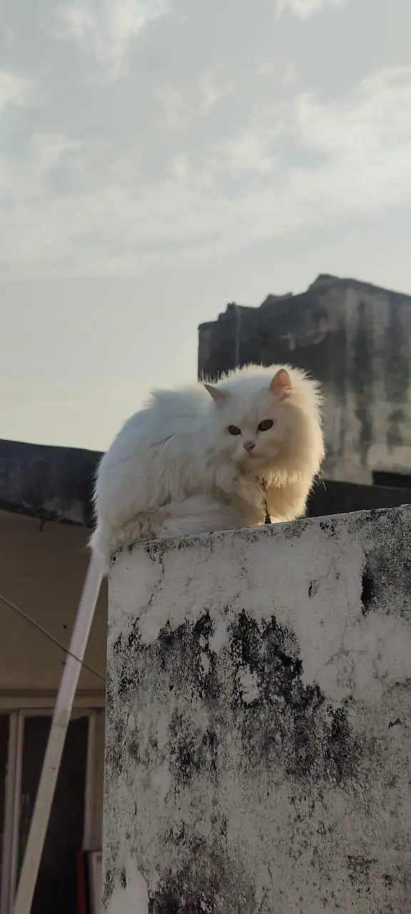 cat for sale price negotiable — photo 2
