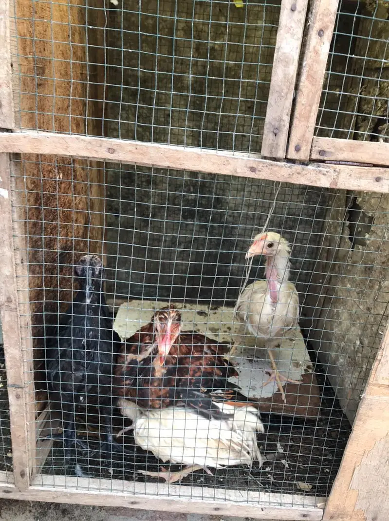desi patha pathi for sale ghar KY paly h — photo 8