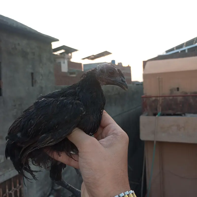 desi patha pathi for sale ghar KY paly h — photo 11