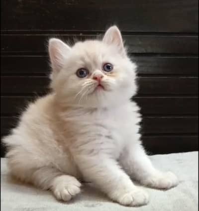 persian female/male kitten/cat triple coat/punch/semipunch
