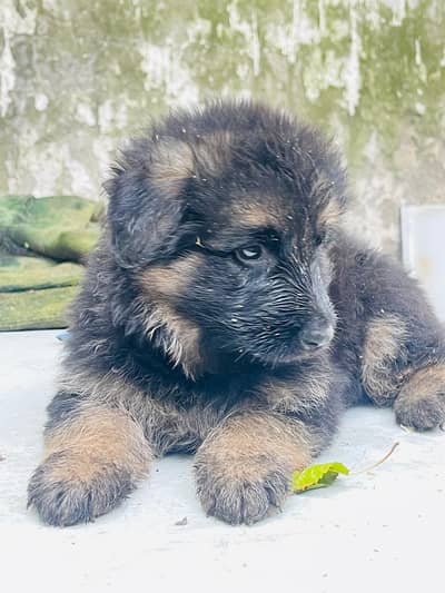 Germen shepherd puppies available