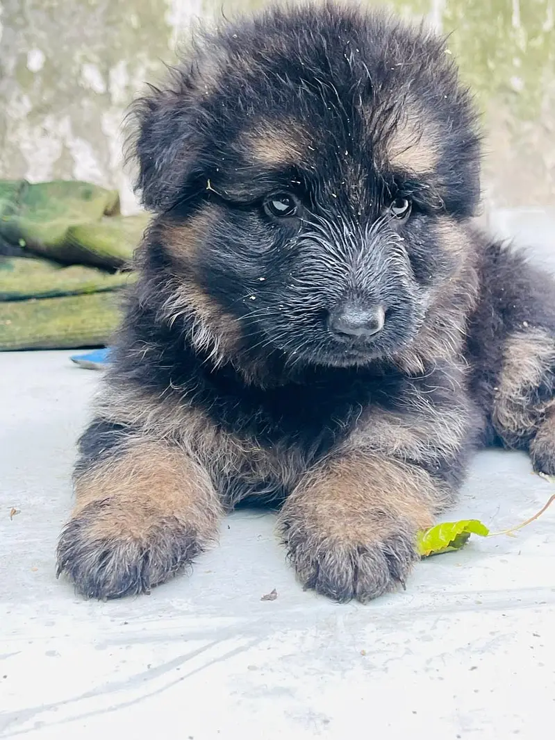 Germen shepherd puppies available — photo 2