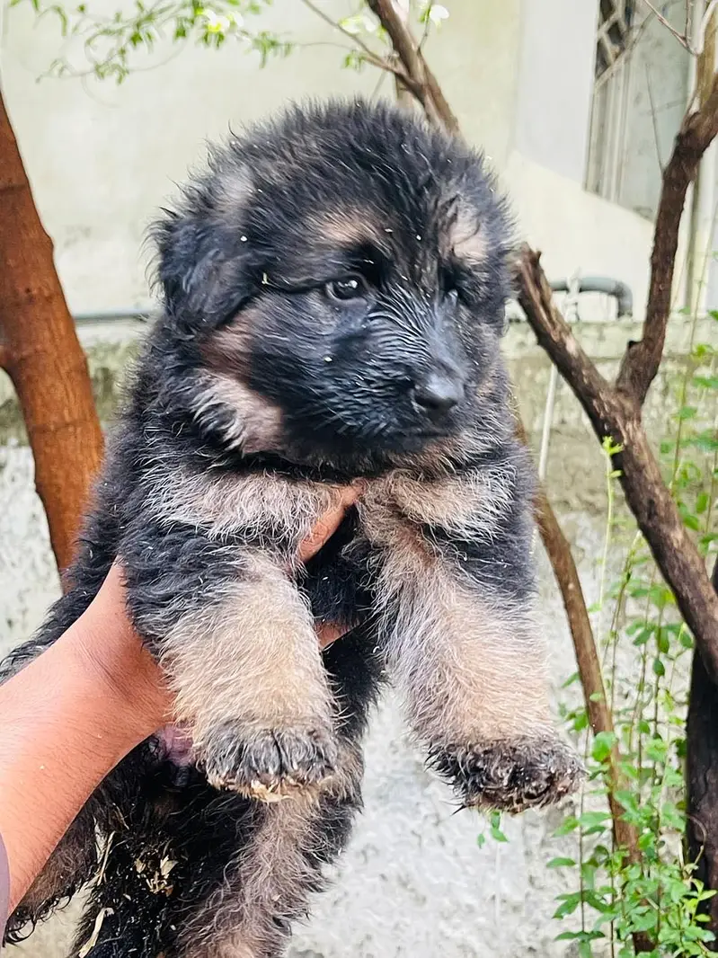 Germen shepherd puppies available — photo 3