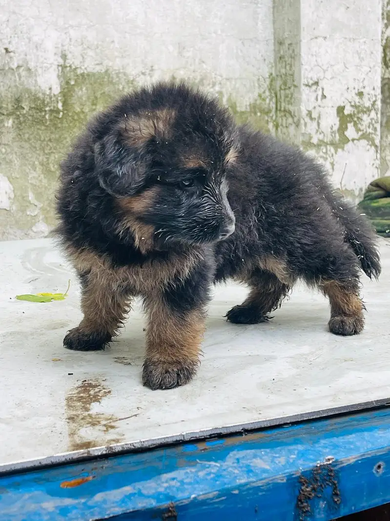Germen shepherd puppies available — photo 4