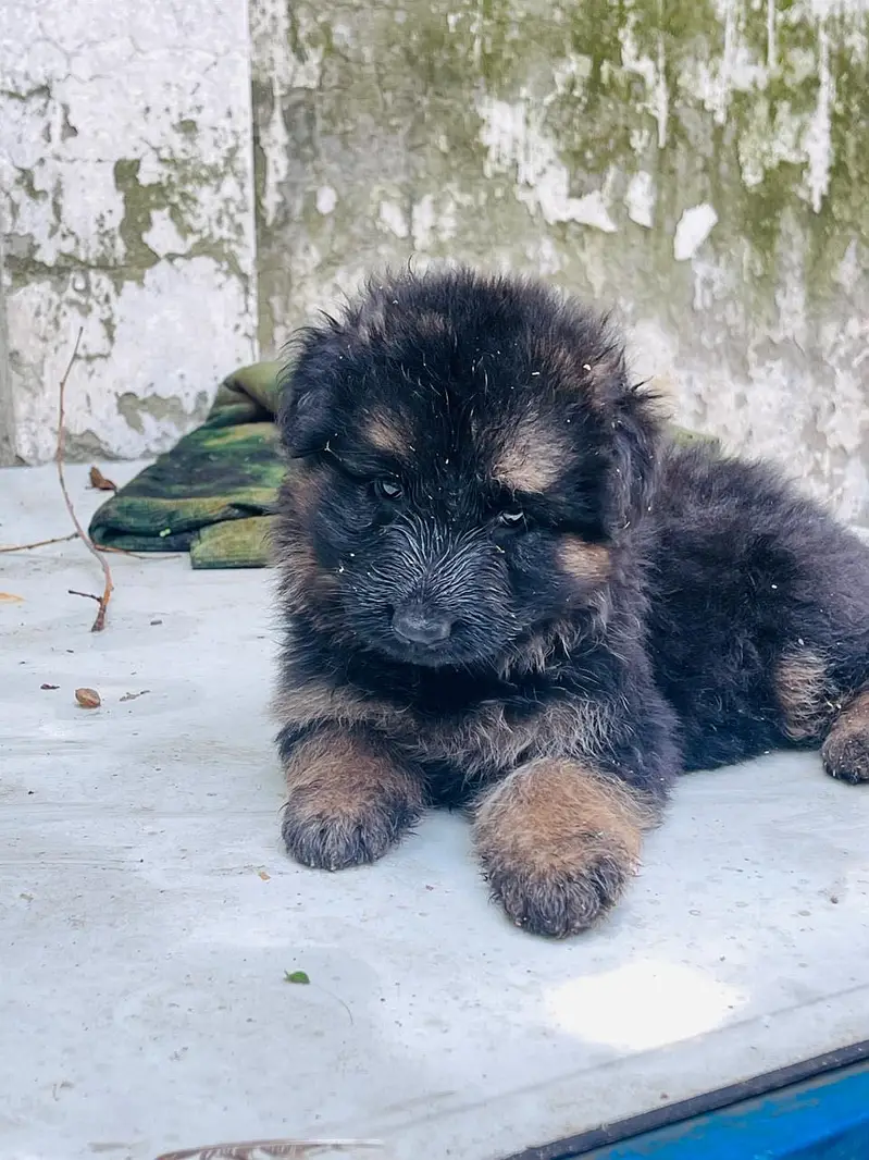 Germen shepherd puppies available — photo 5