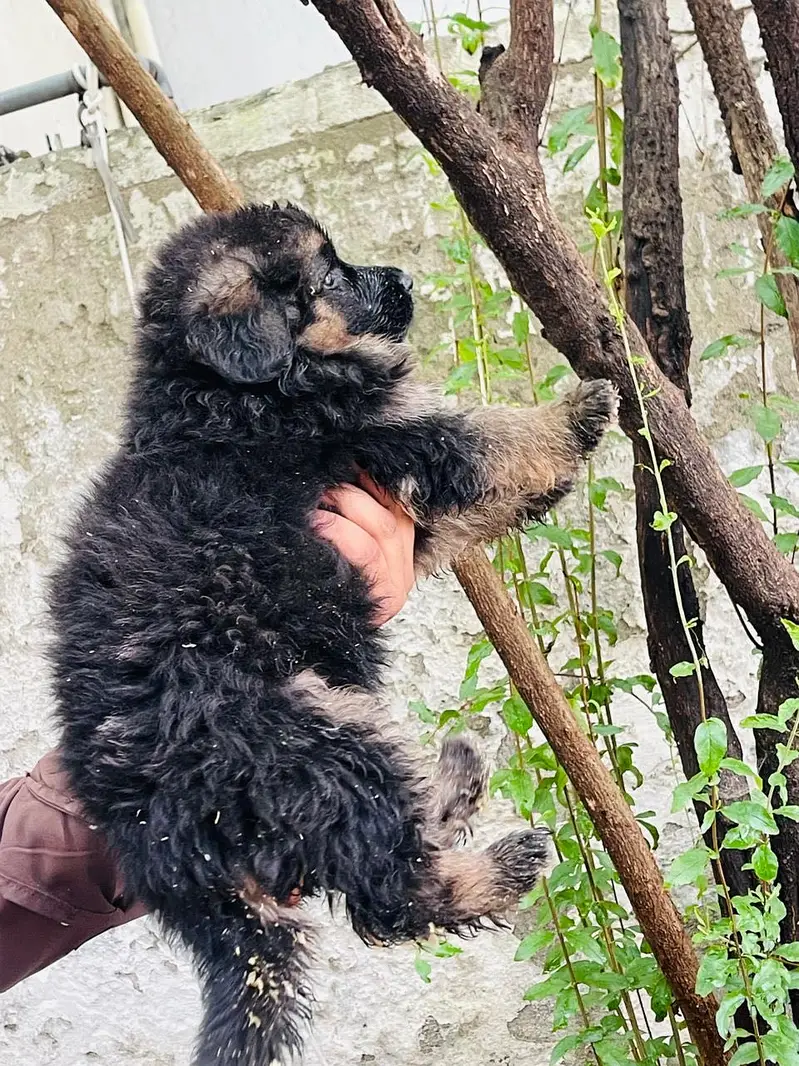 Germen shepherd puppies available — photo 6