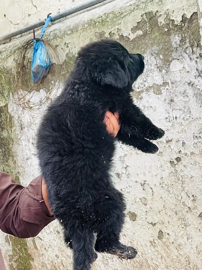Germen shepherd puppies available — photo 7