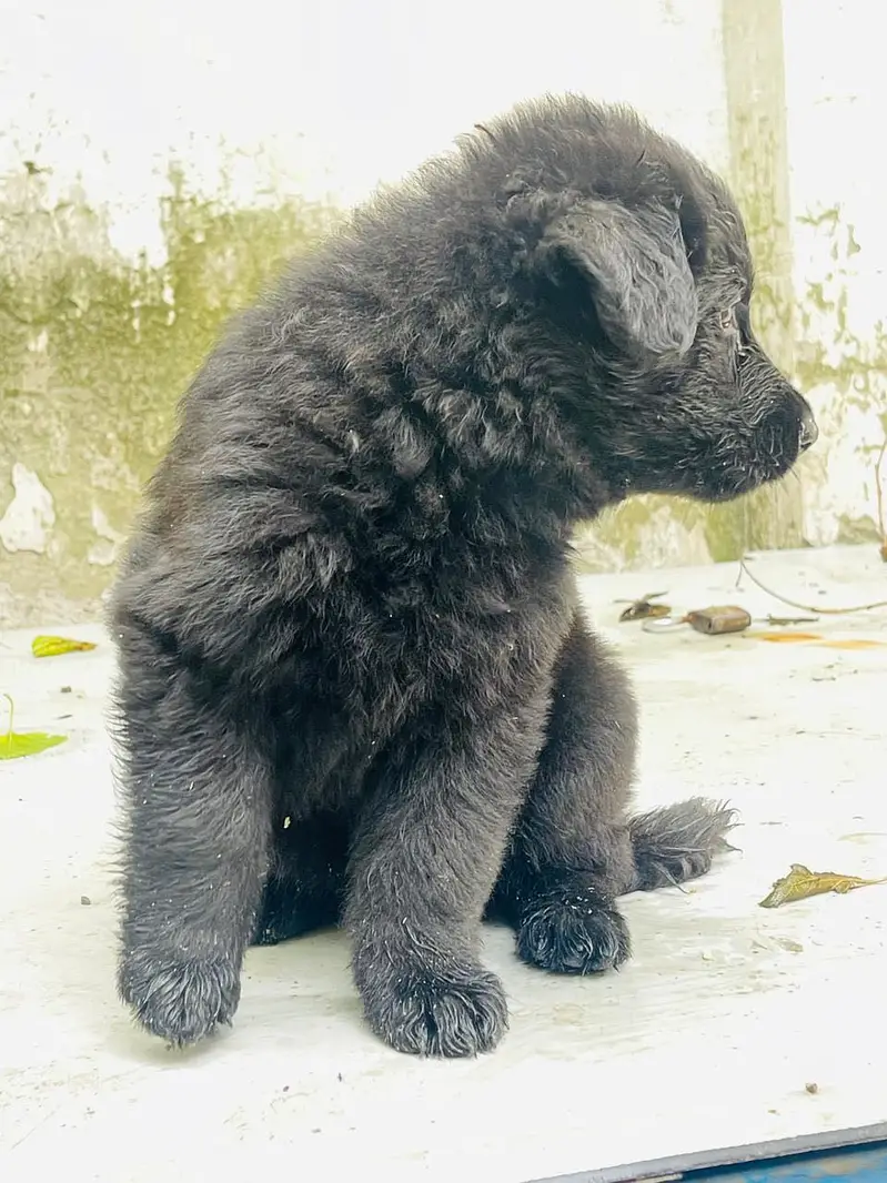 Germen shepherd puppies available — photo 8