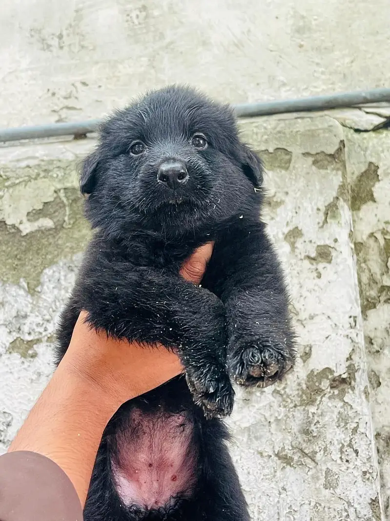 Germen shepherd puppies available — photo 9