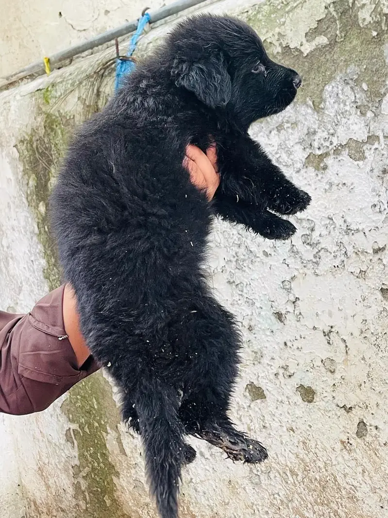 Germen shepherd puppies available — photo 10