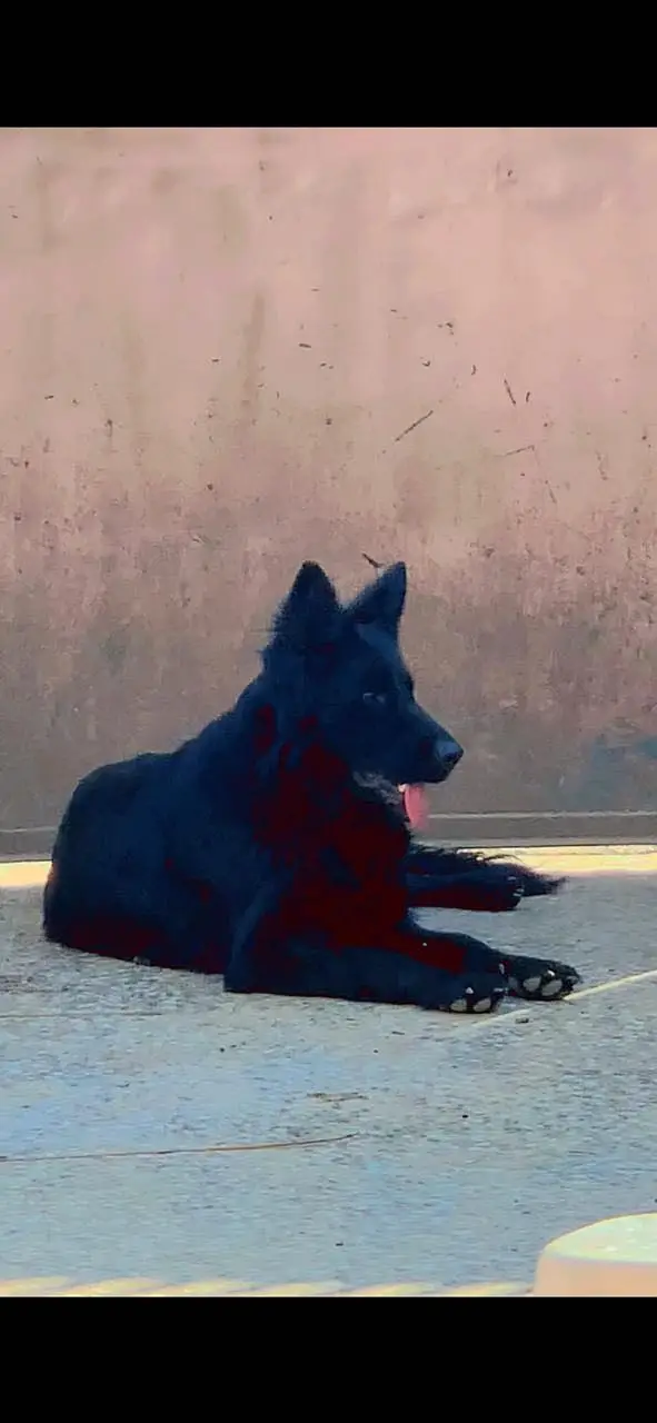 Germen shepherd puppies available — photo 11