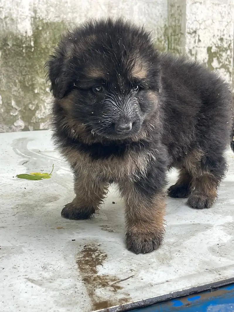 Germen shepherd puppies available — photo 12