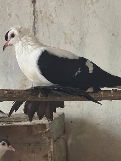 Breeder pair  WhatsApp contact 03114095655
