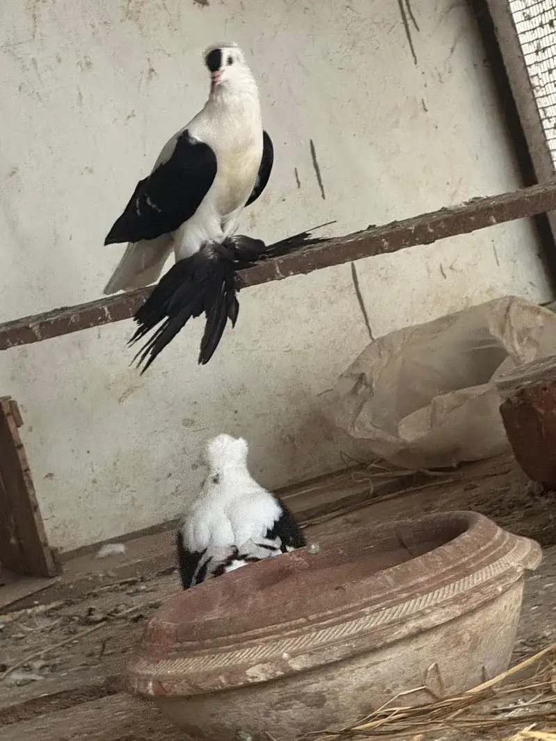 Breeder pair  WhatsApp contact 03114095655 — photo 2