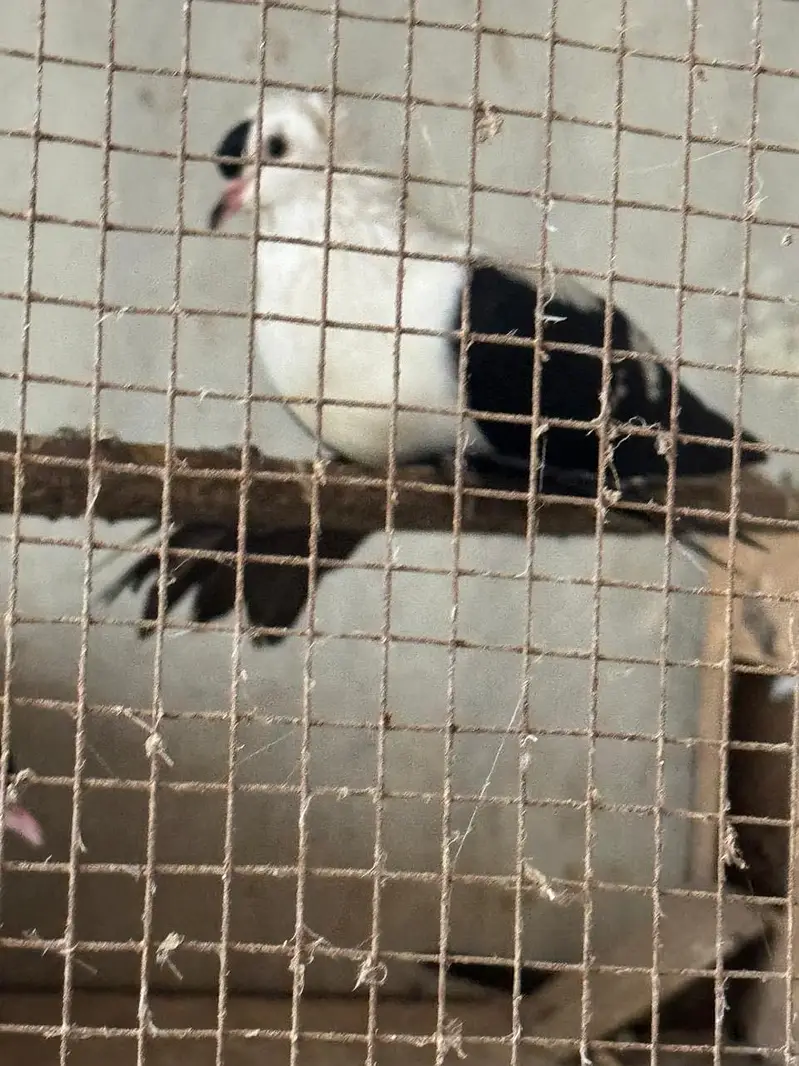 Breeder pair  WhatsApp contact 03114095655 — photo 3