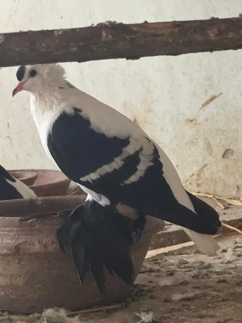 Breeder pair  WhatsApp contact 03114095655 — photo 4