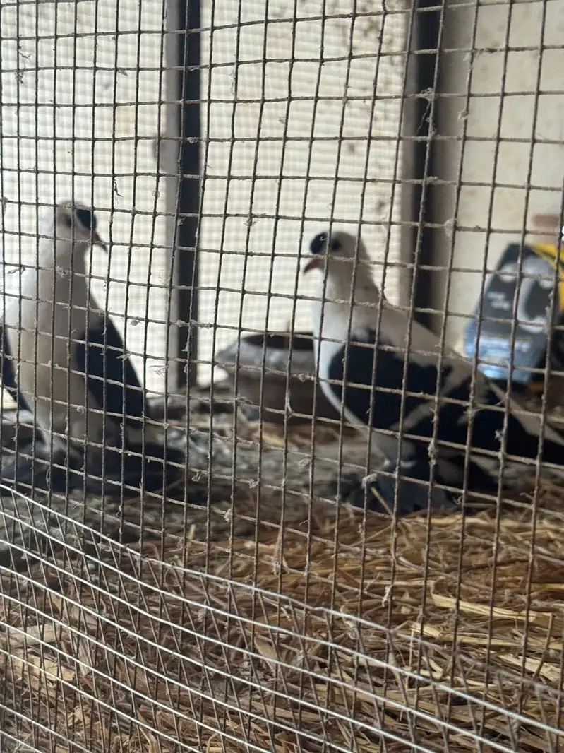 Breeder pair  WhatsApp contact 03114095655 — photo 5
