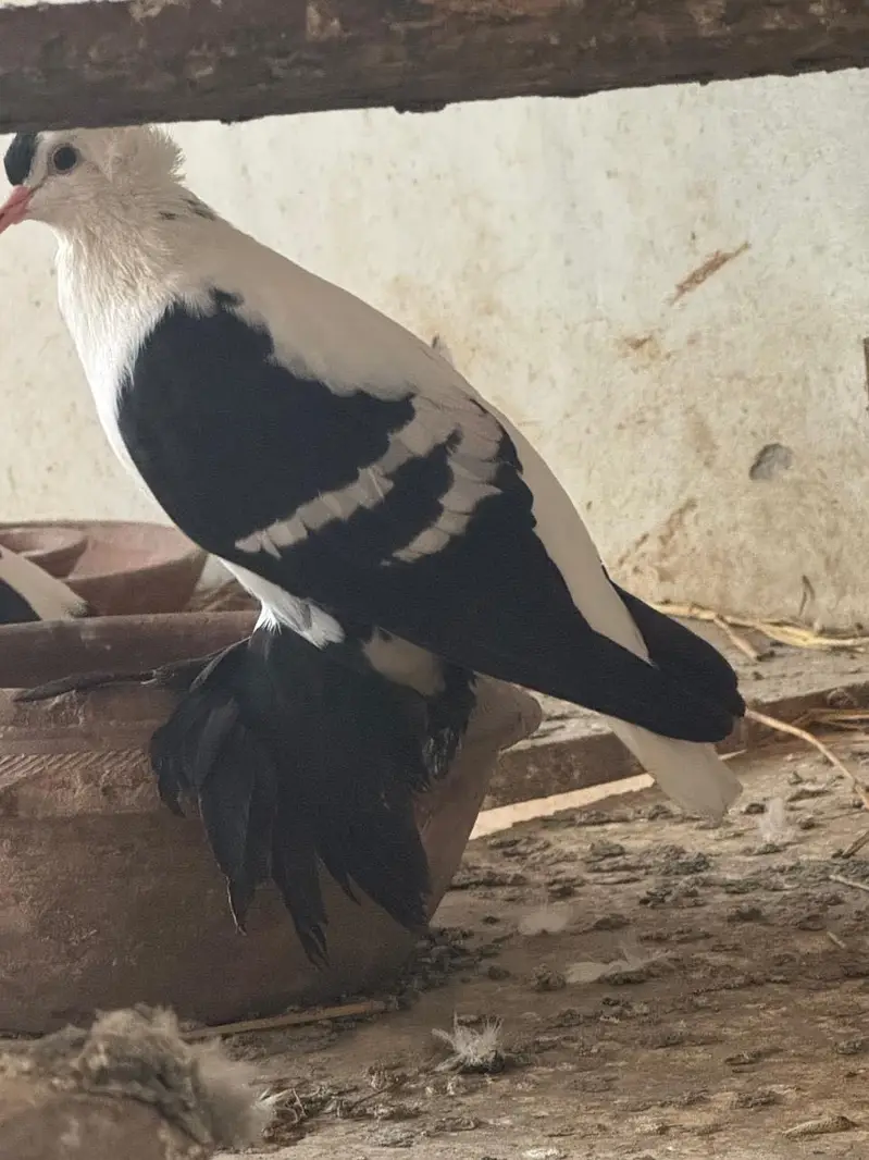 Breeder pair  WhatsApp contact 03114095655 — photo 6