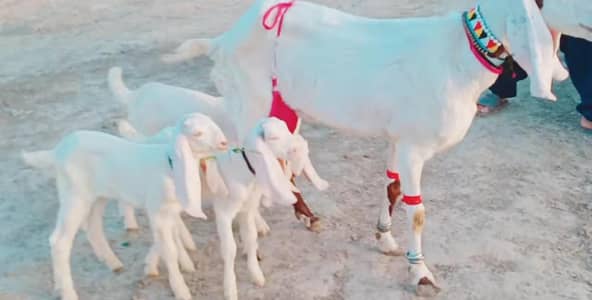 3 bacchon wali bakri for sale call 03225280183