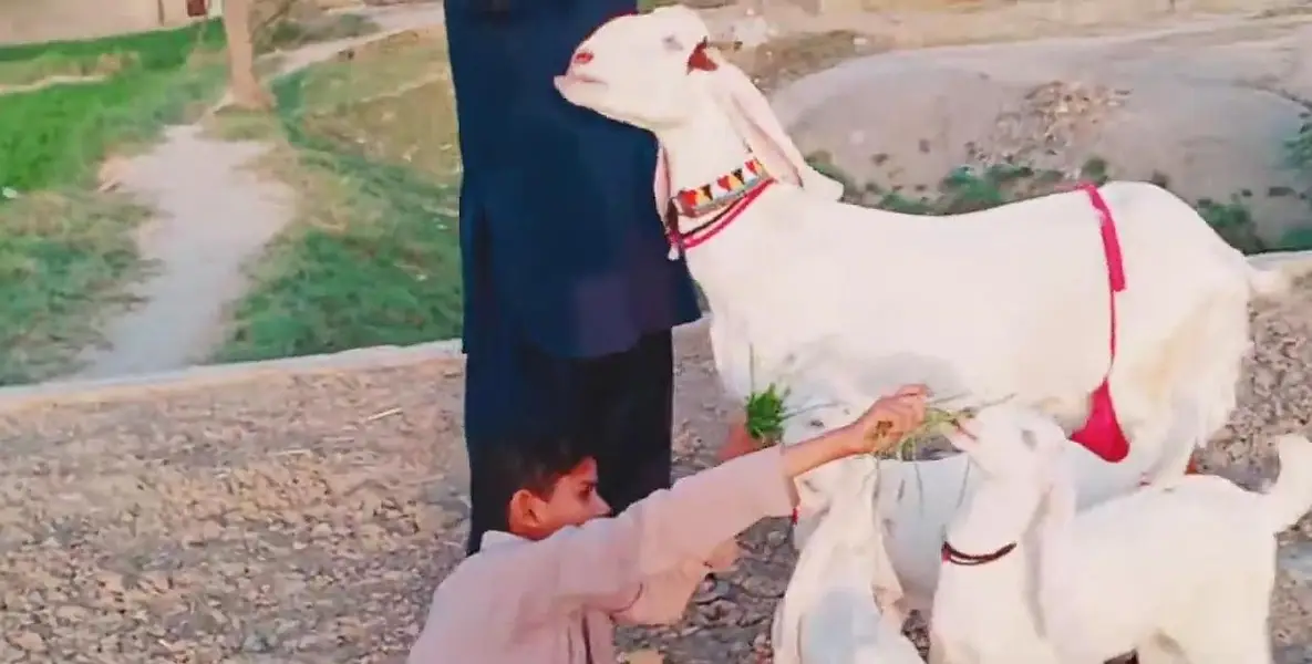 3 bacchon wali bakri for sale call 03225280183 — photo 4