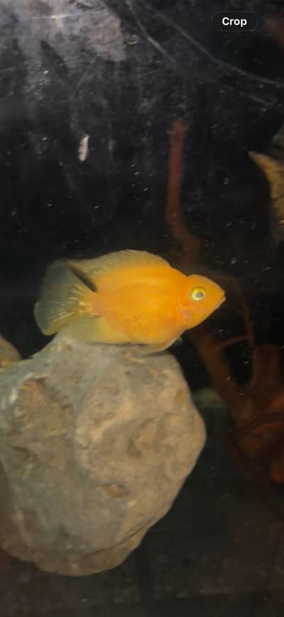 YELLOW PARROT FISH
