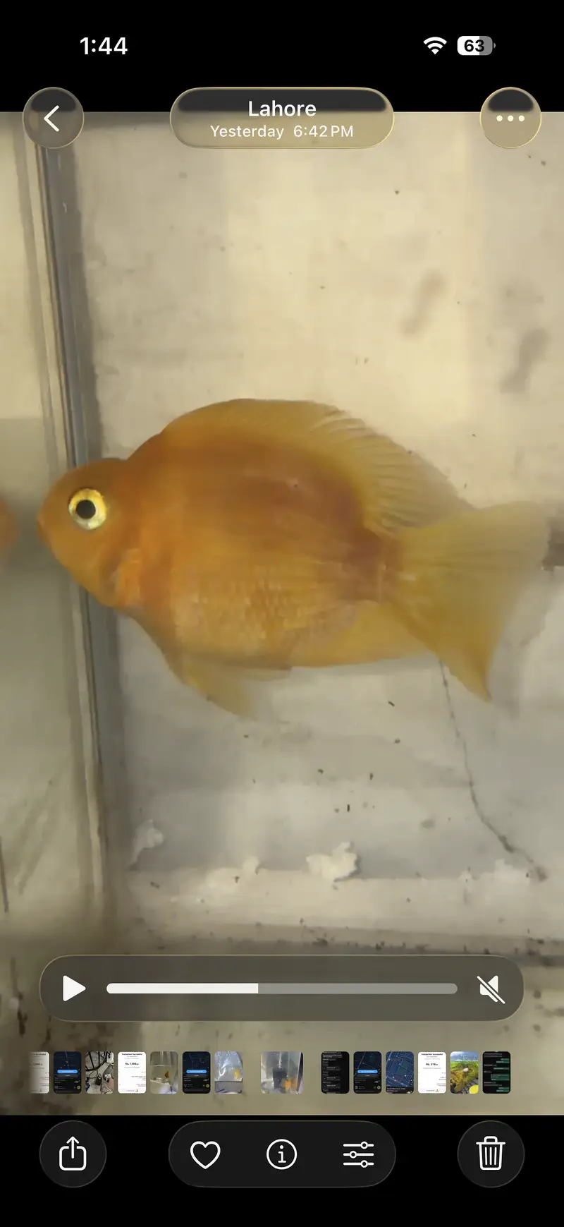 YELLOW PARROT FISH — photo 2