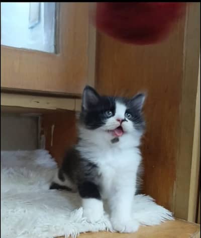 Persian kitten /punch face /triple coat /female male  cat
