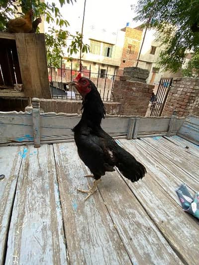 mushki breeder aseel murgi for sale