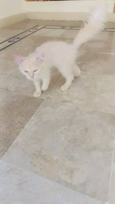 Persian