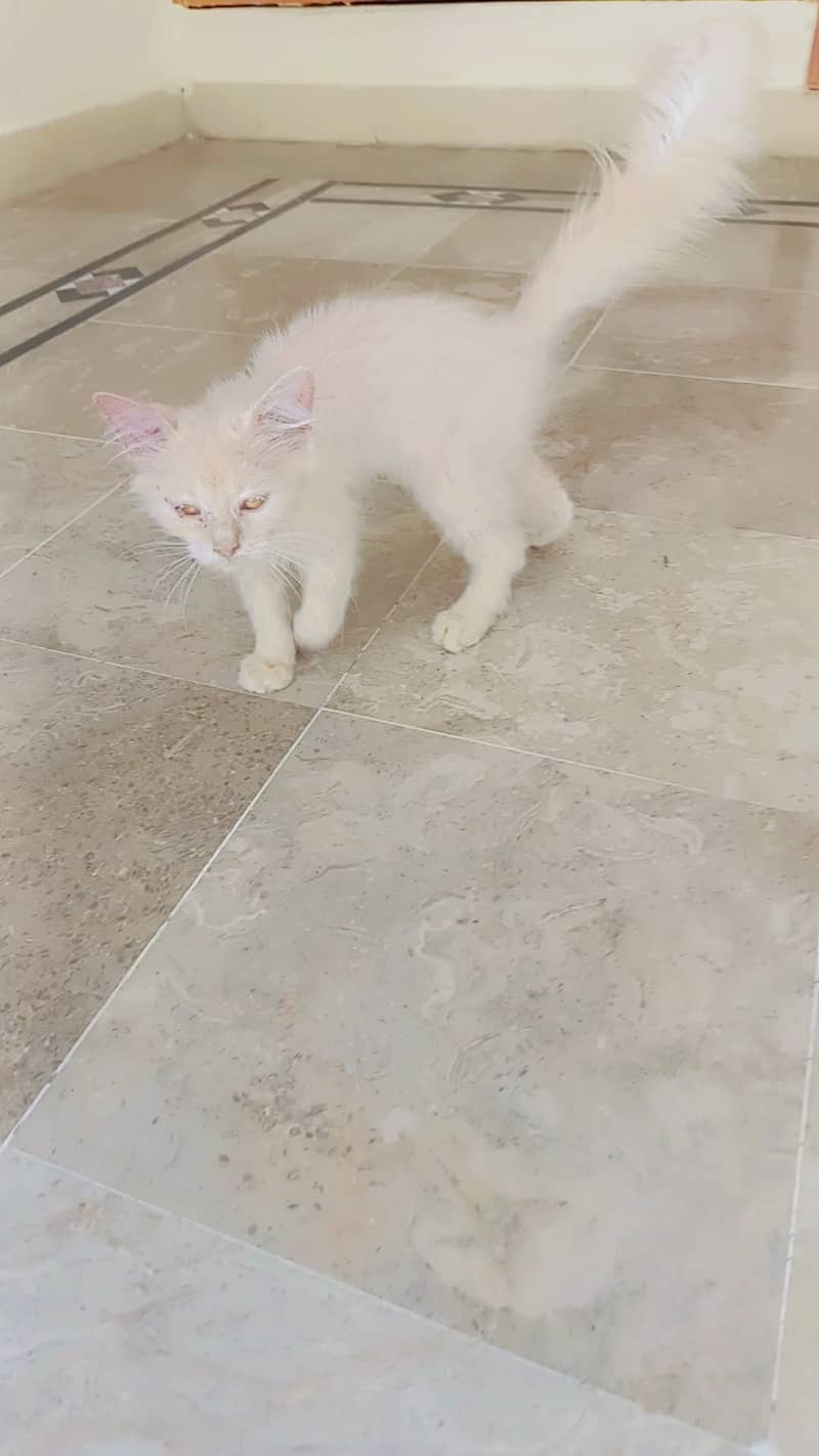 Persian 0