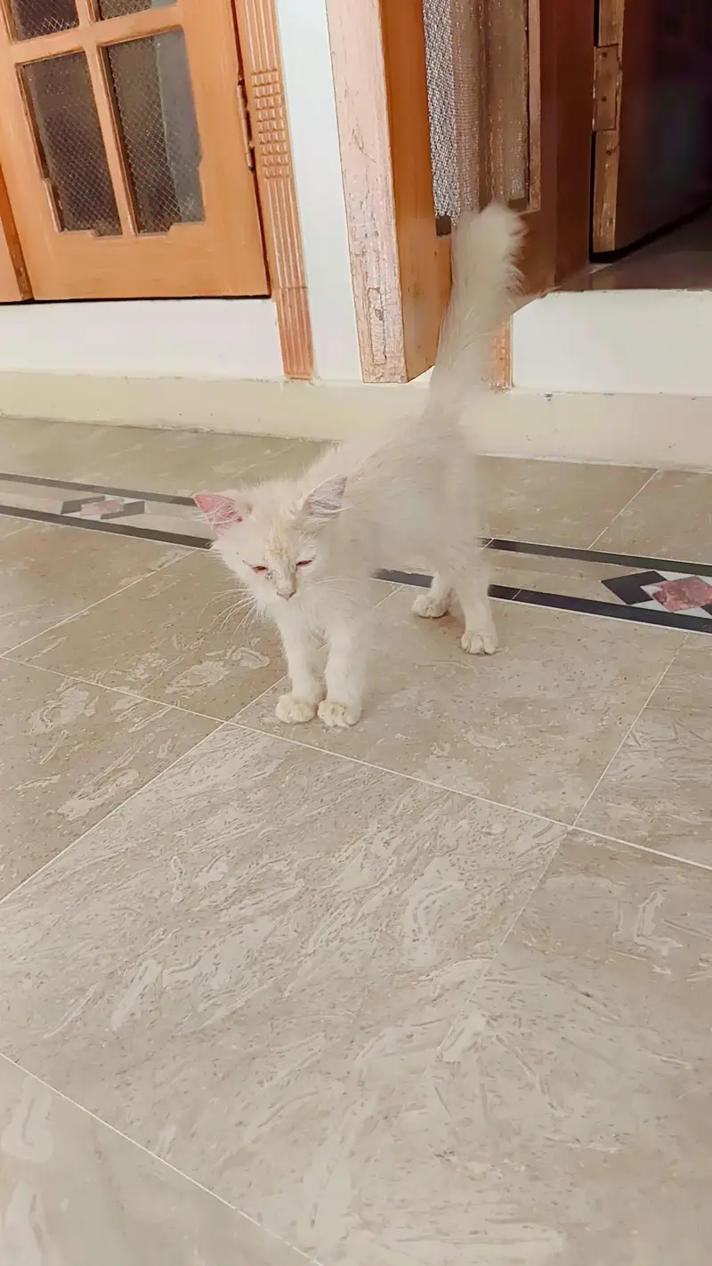Persian — photo 2