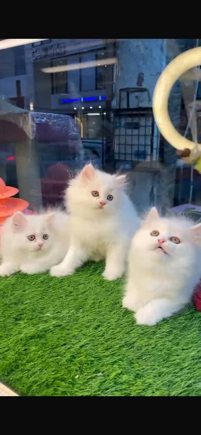 persian cat
