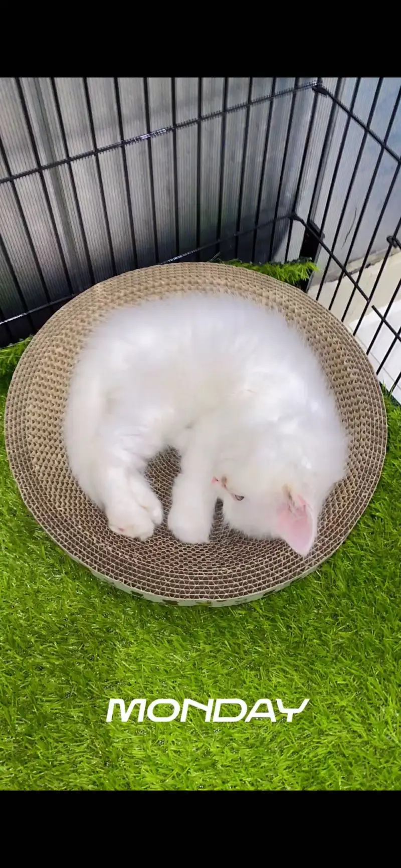 persian cat — photo 2