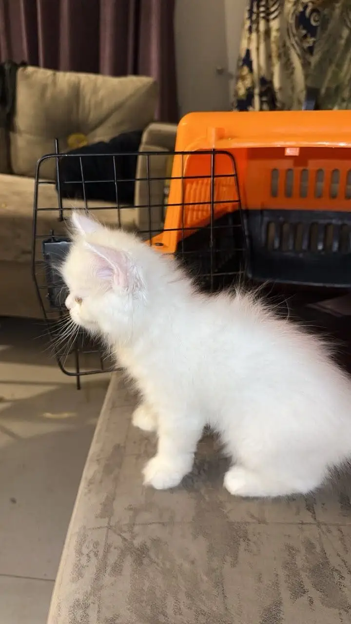 persian cat — photo 3