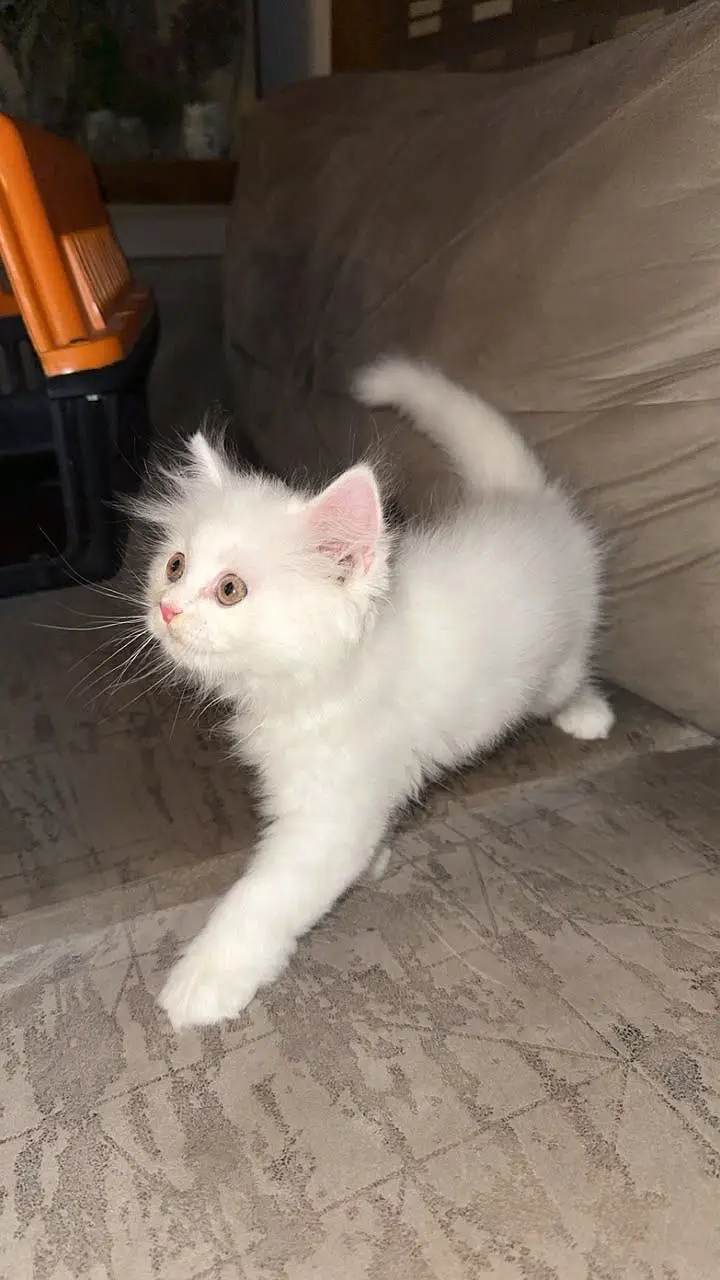 persian cat — photo 4